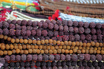 Rudraksha Forest In America, Imagine That !