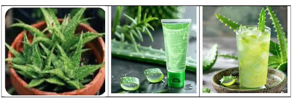 Know The Health Benefits Of Aloe Vera