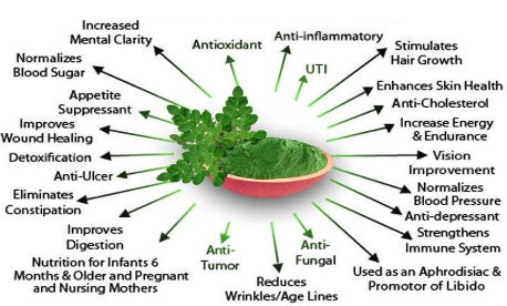 Moringa Milk image 1